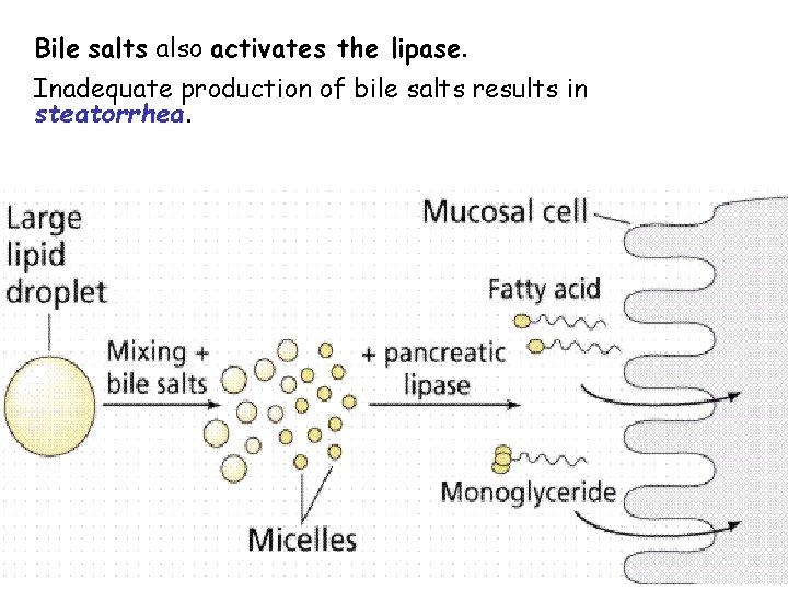 Bile salts also activates the lipase. Inadequate production of bile salts results in steatorrhea.