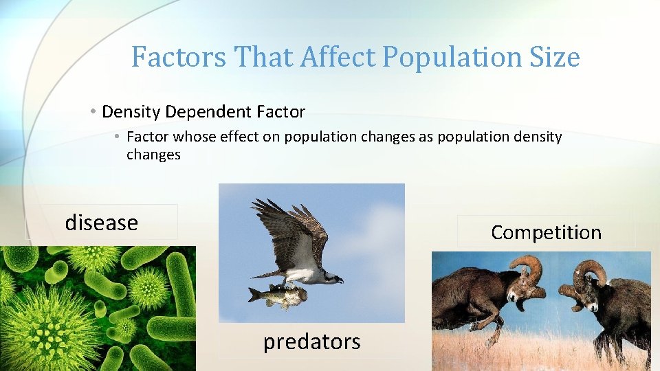 Factors That Affect Population Size • Density Dependent Factor • Factor whose effect on