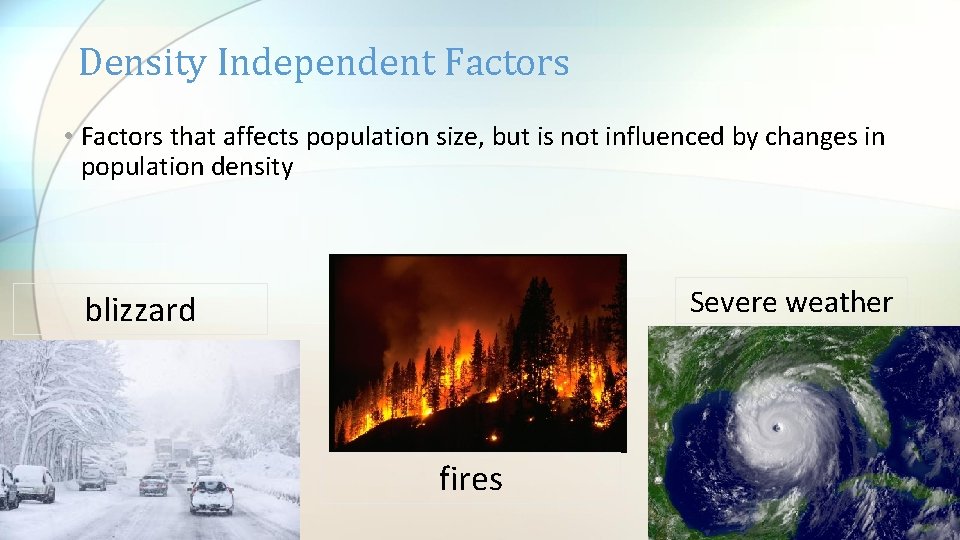 Density Independent Factors • Factors that affects population size, but is not influenced by