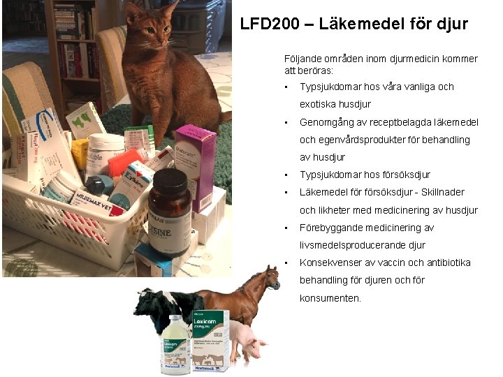 LFD 200 – Läkemedel för djur Följande områden inom djurmedicin kommer att beröras: •