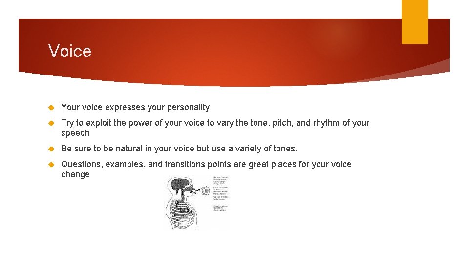 Voice Your voice expresses your personality Try to exploit the power of your voice