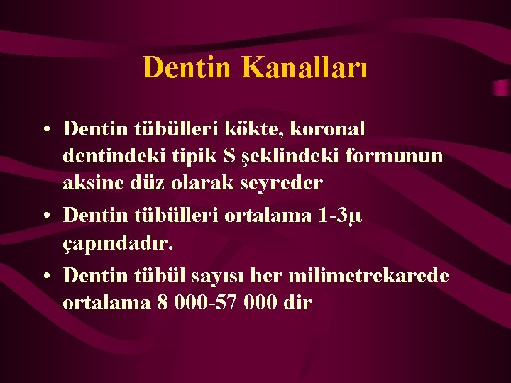 Dentin Kanalları • Dentin tübülleri kökte, koronal dentindeki tipik S şeklindeki formunun aksine düz