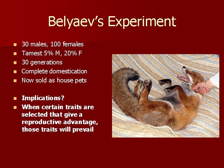 Belyaev’s Experiment n n n 30 males, 100 females Tamest 5% M, 20% F