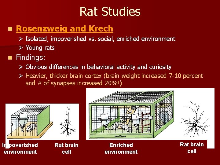 Rat Studies n Rosenzweig and Krech Ø Isolated, impoverished vs. social, enriched environment Ø