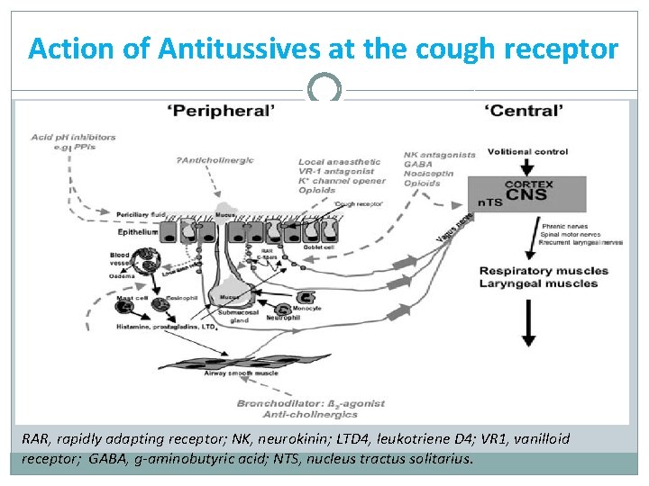 Action of Antitussives at the cough receptor RAR, rapidly adapting receptor; NK, neurokinin; LTD