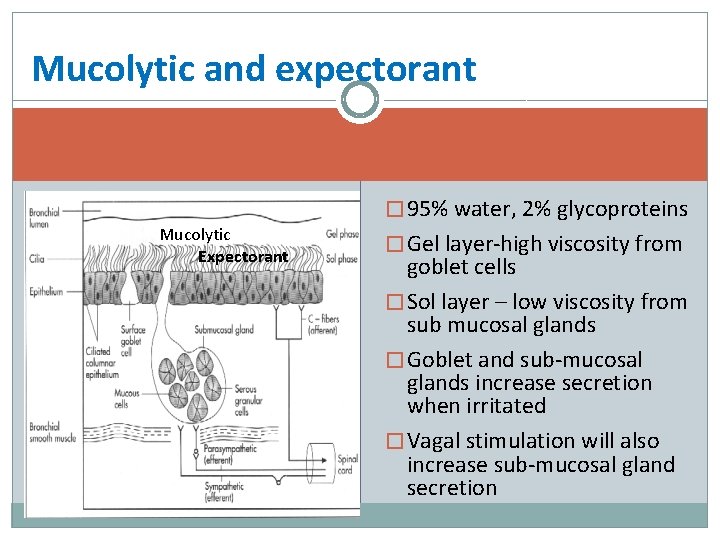 Mucolytic and expectorant � 95% water, 2% glycoproteins Mucolytic Expectorant � Gel layer-high viscosity