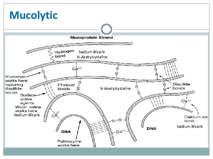 Mucolytic Sodium Bicarb N-Acetylcysteine Sodium Bicarb 