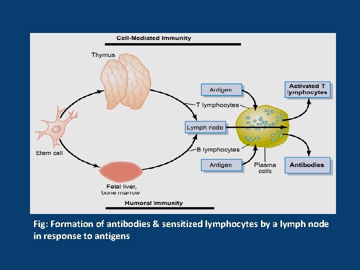 Fig: Formation of antibodies & sensitized lymphocytes by a lymph node in response to