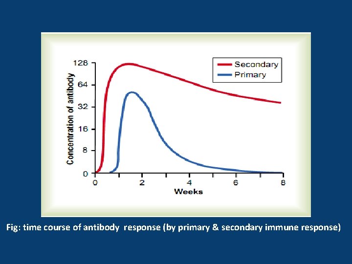 Fig: time course of antibody response (by primary & secondary immune response) 