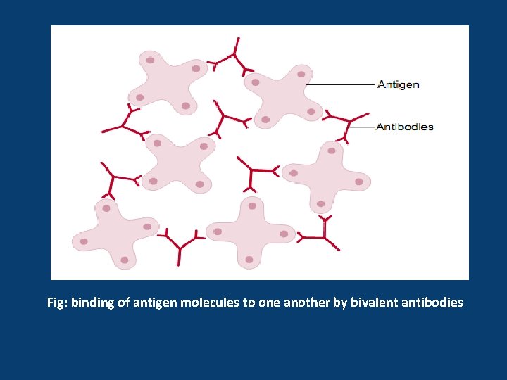 Fig: binding of antigen molecules to one another by bivalent antibodies 