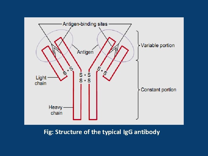 Fig: Structure of the typical Ig. G antibody 