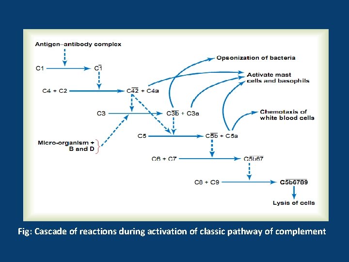 Fig: Cascade of reactions during activation of classic pathway of complement 