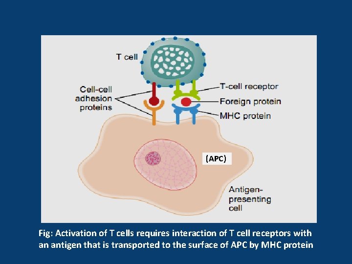 (APC) Fig: Activation of T cells requires interaction of T cell receptors with an