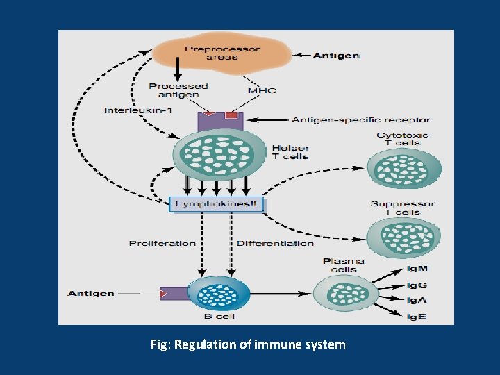 Fig: Regulation of immune system 