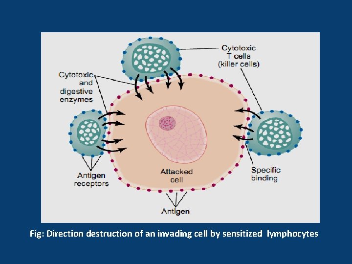 Fig: Direction destruction of an invading cell by sensitized lymphocytes 