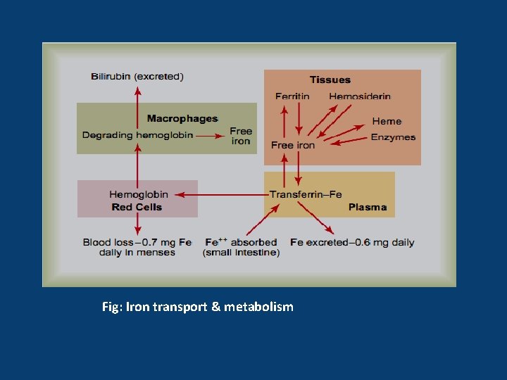 Fig: Iron transport & metabolism 