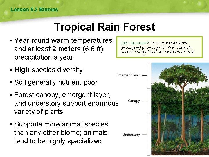 Lesson 6. 2 Biomes Tropical Rain Forest • Year-round warm temperatures and at least