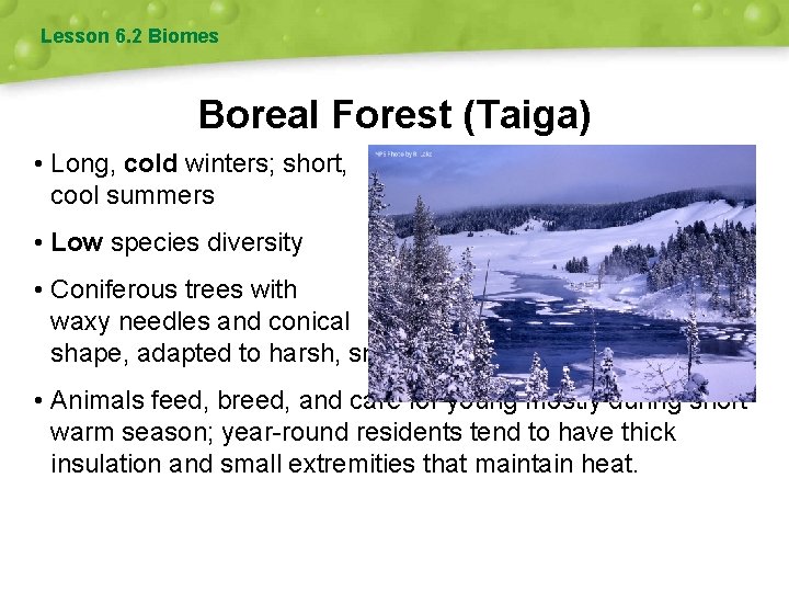 Lesson 6. 2 Biomes Boreal Forest (Taiga) • Long, cold winters; short, cool summers