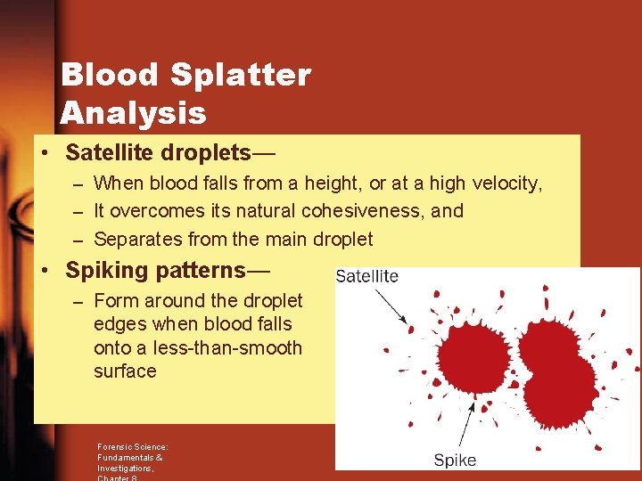 Blood Splatter Analysis • Satellite droplets— – When blood falls from a height, or