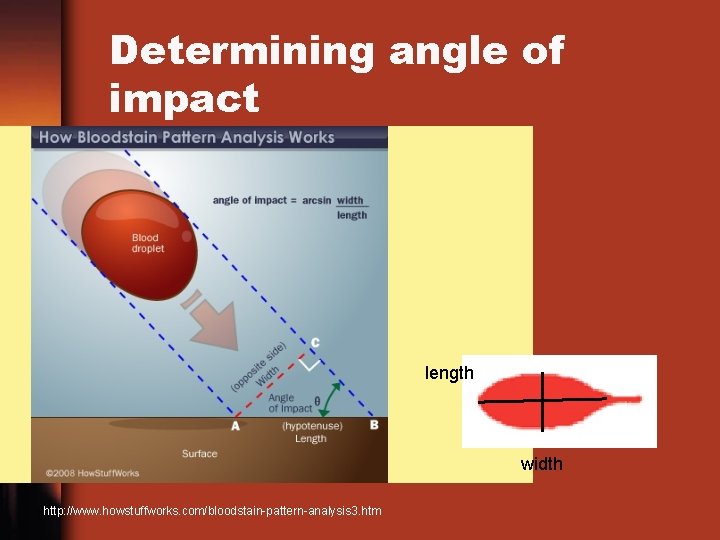 Determining angle of impact length width http: //www. howstuffworks. com/bloodstain-pattern-analysis 3. htm 