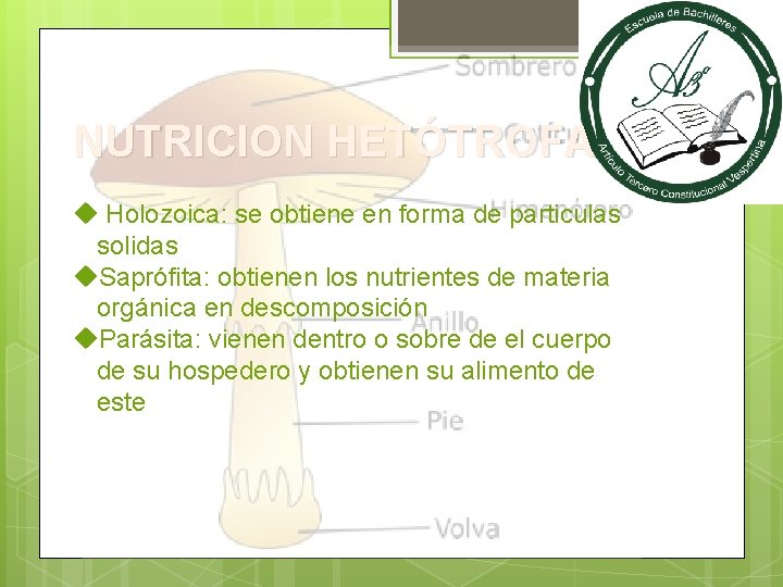NUTRICION HETÓTROFA u Holozoica: se obtiene en forma de particulas solidas u. Saprófita: obtienen
