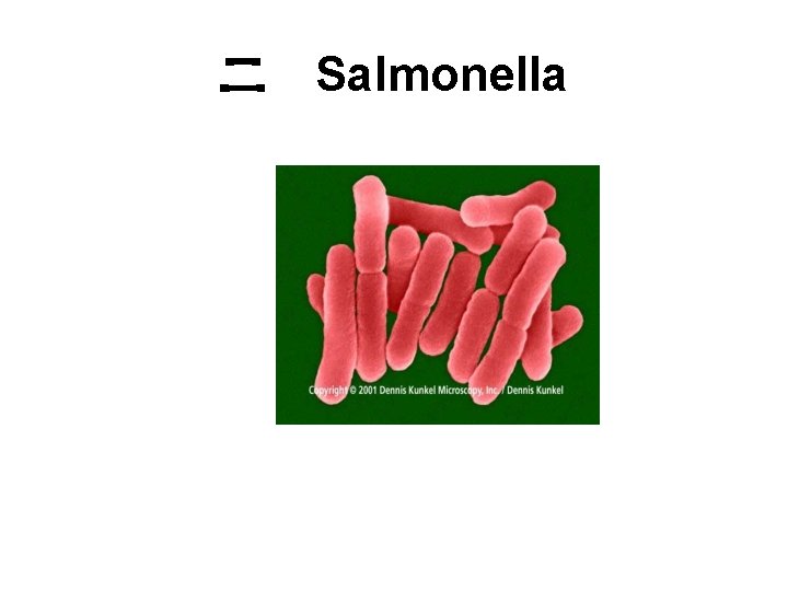 二 Salmonella 