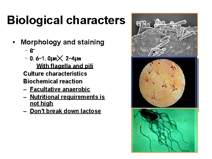 Biological characters • Morphology and staining – G– 0. 6 -1. 0µm╳ 2 -4µm