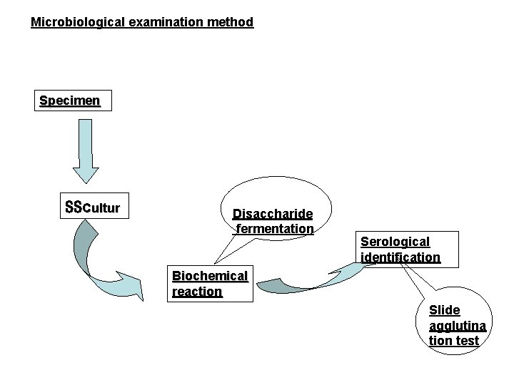 Microbiological examination method Specimen SSCultur Disaccharide fermentation Serological identification Biochemical reaction Slide agglutina tion