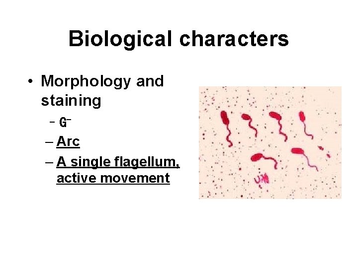 Biological characters • Morphology and staining –G– Arc – A single flagellum, active movement