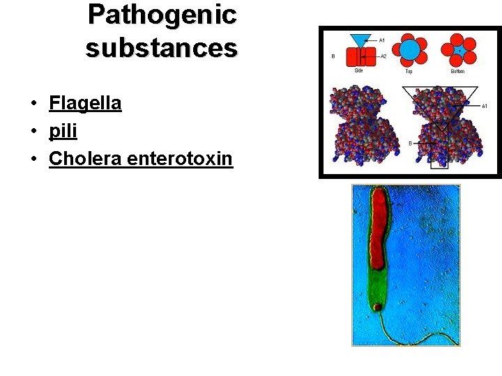 Pathogenic substances • Flagella • pili • Cholera enterotoxin 