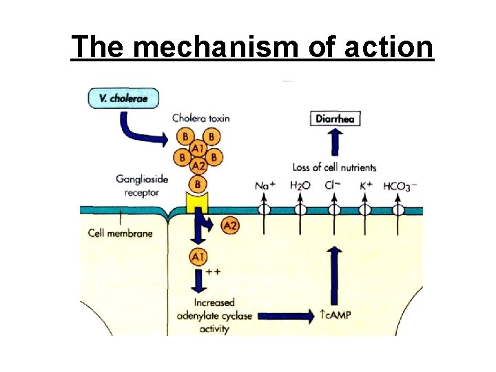 The mechanism of action 