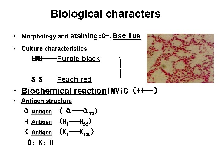 Biological characters • Morphology and staining: G-, Bacillus • Culture characteristics EMB——Purple black S-S——Peach