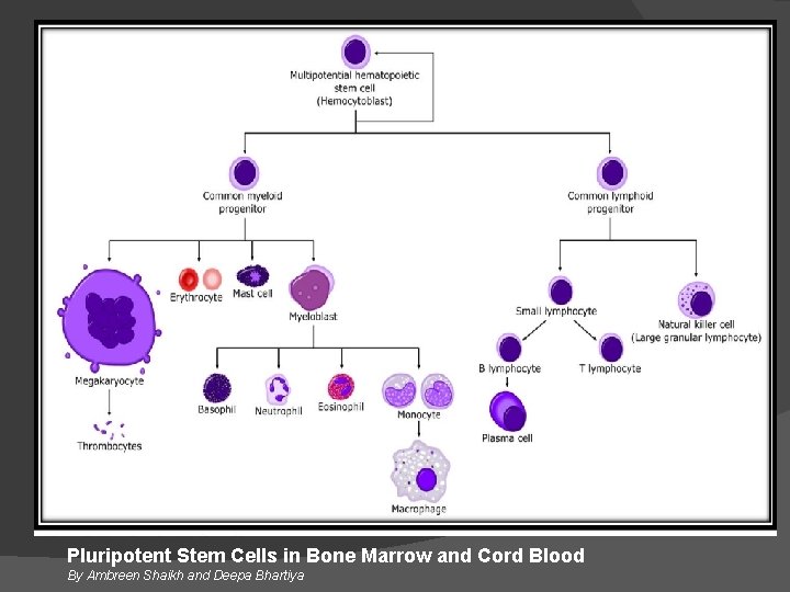 Pluripotent Stem Cells in Bone Marrow and Cord Blood By Ambreen Shaikh and Deepa