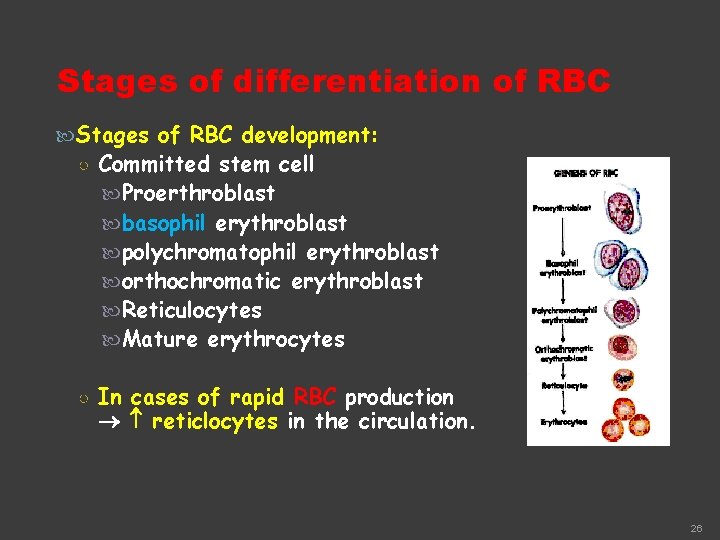 Stages of differentiation of RBC Stages of RBC development: ○ Committed stem cell Proerthroblast