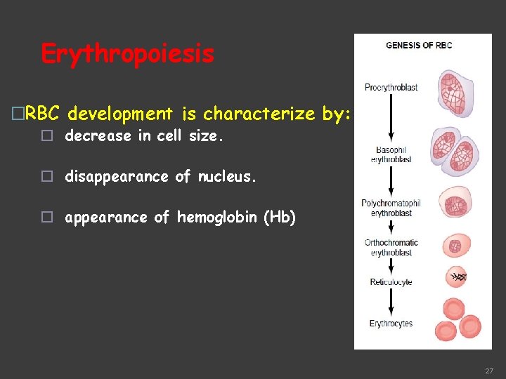 Erythropoiesis �RBC development is characterize by: � decrease in cell size. � disappearance of