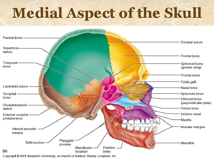 Medial Aspect of the Skull 