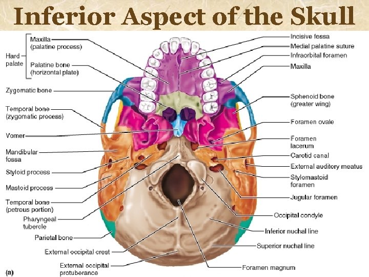 Inferior Aspect of the Skull 