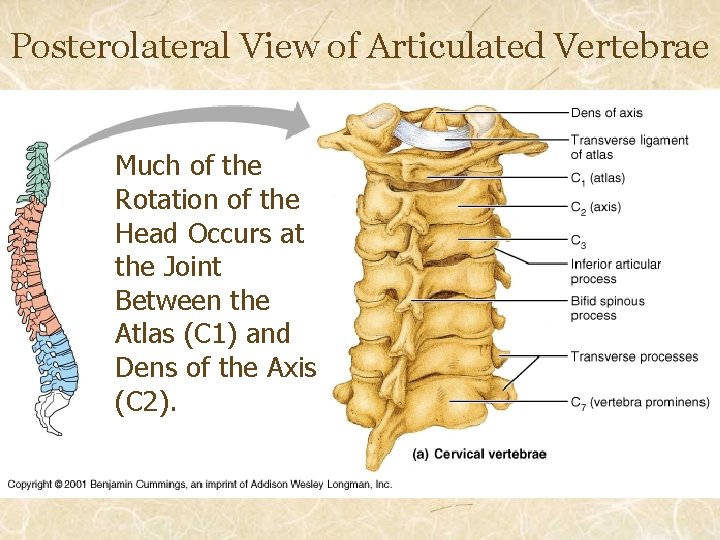 Posterolateral View of Articulated Vertebrae Much of the Rotation of the Head Occurs at