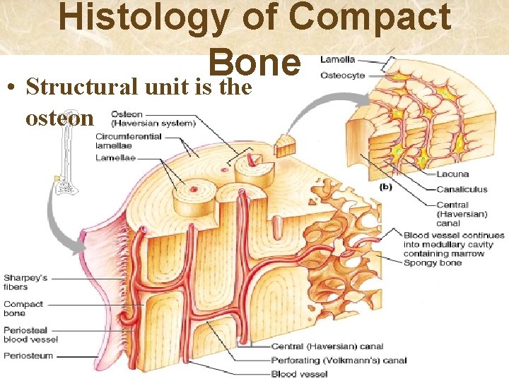 Histology of Compact Bone • Structural unit is the osteon 