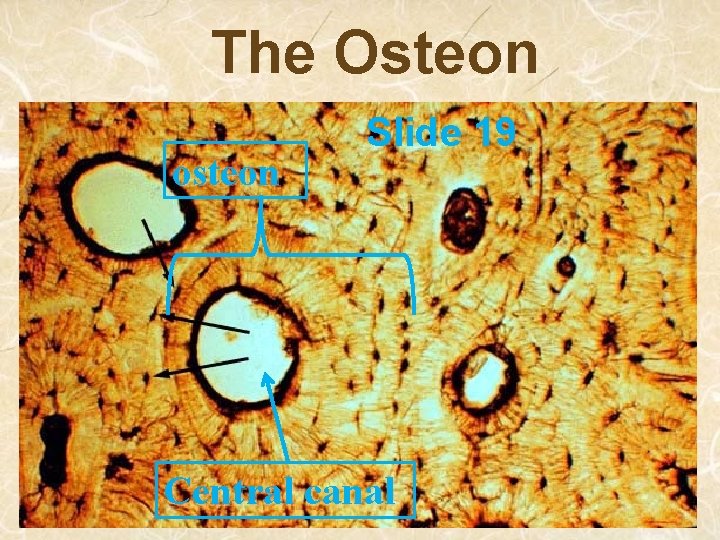 The Osteon osteon Slide 19 Central canal 