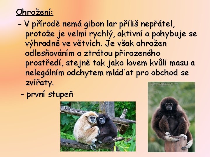 Ohrožení: - V přírodě nemá gibon lar příliš nepřátel, protože je velmi rychlý, aktivní