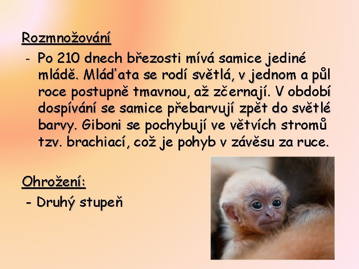 Rozmnožování - Po 210 dnech březosti mívá samice jediné mládě. Mláďata se rodí světlá,
