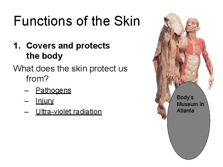 Functions of the Skin 1. Covers and protects the body What does the skin