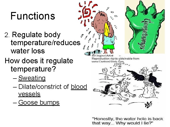 Functions 2. Regulate body temperature/reduces water loss How does it regulate temperature? – Sweating