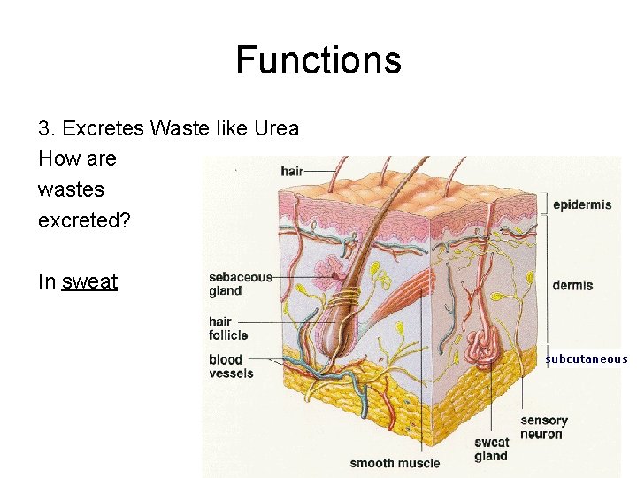 Functions 3. Excretes Waste like Urea How are wastes excreted? In sweat subcutaneous 