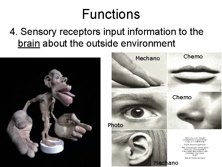 Functions 4. Sensory receptors input information to the brain about the outside environment Chemo