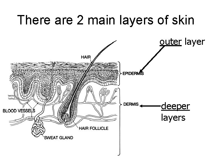 There are 2 main layers of skin outer layer deeper layers 