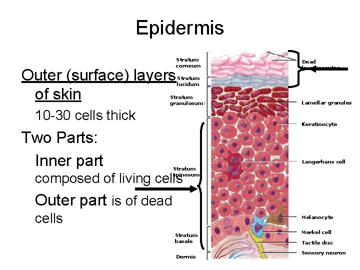 Epidermis Outer (surface) layers of skin Stratum corneum Stratum lucidum Stratum granulosum 10 -30