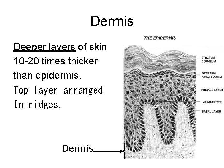 Dermis Deeper layers of skin 10 -20 times thicker than epidermis. Top layer arranged