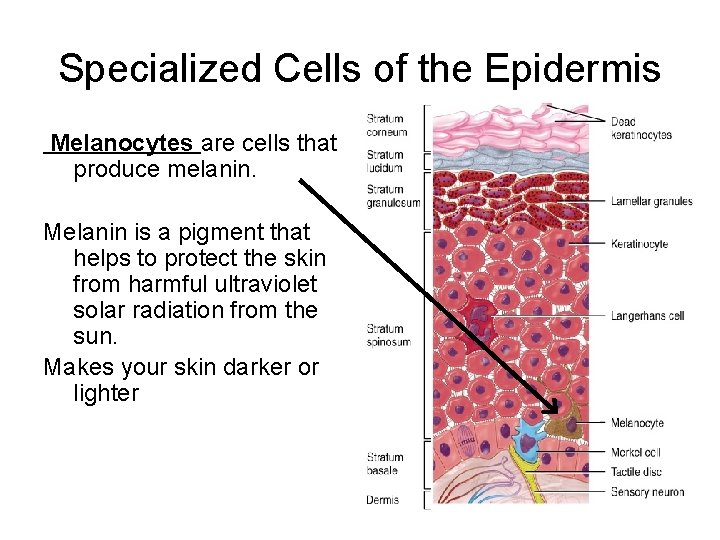 Specialized Cells of the Epidermis Melanocytes are cells that produce melanin. Melanin is a
